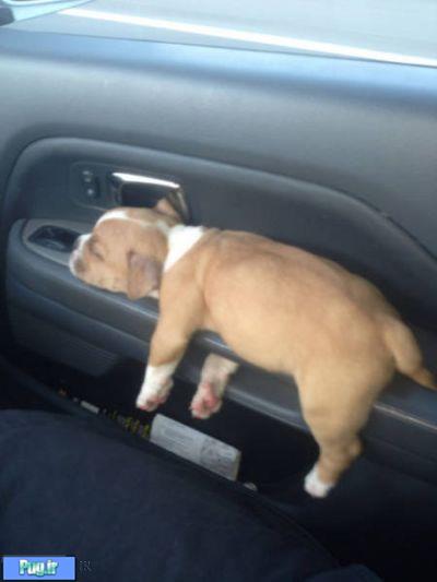 سگ ها هر جایی میتوانند بخوابند