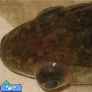 از عفونت قارچی ایکتیوفونوس هوفری در ماهی ها چه میدانید؟