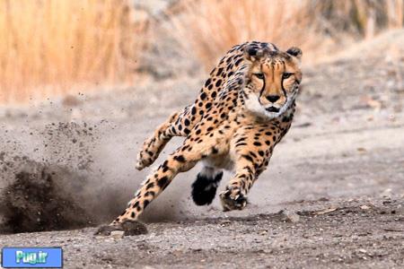 سریع‌ترین جانوران روی زمین را بشناسید!