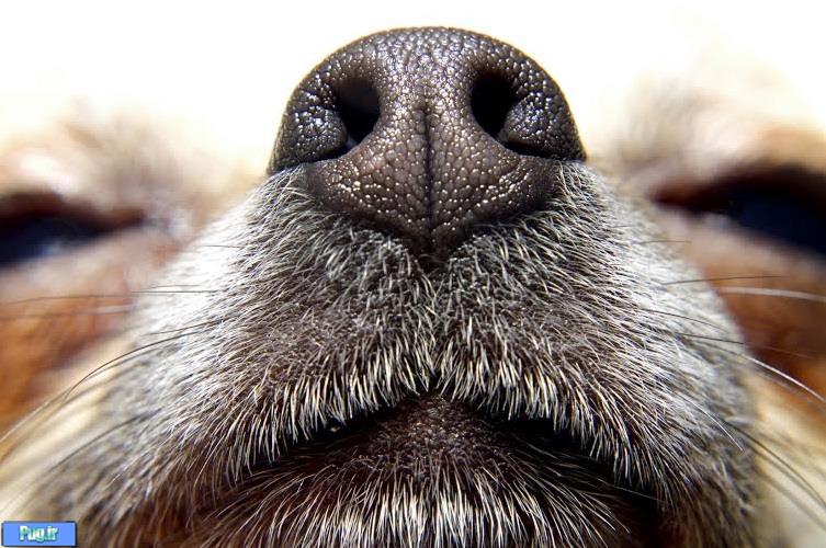  علت خروج کف از دهان سگ ها چیست 