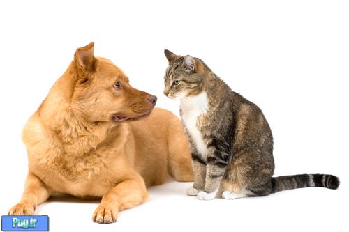سگ ها باهوش ترند یا گربه ها 
