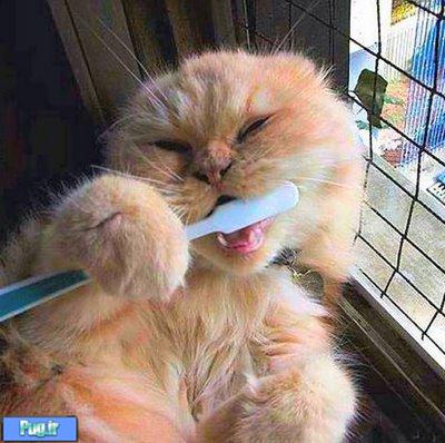 دندان های شیری گربه 