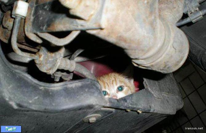 پنهان شدن بچه گربه ها
