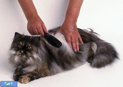  ریزش مو ی گربه