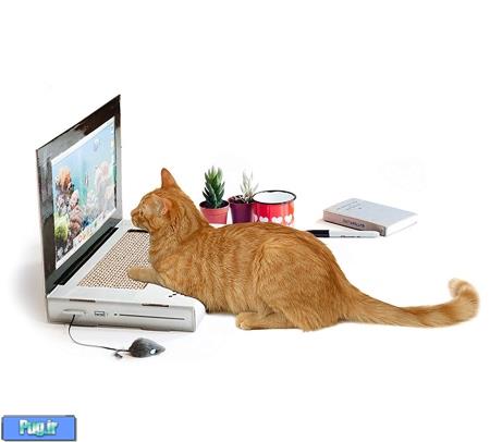لپ تاپی برای گربه ها 