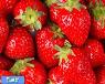 برای درمان اسهال، توت فرنگی بخورید