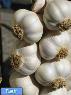 سیر یک آنتی بیوتیک طبیعی
