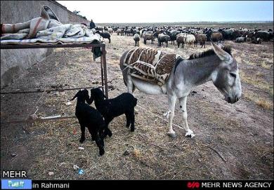 یک الاغ مامان بره شد تصویری