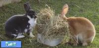 يونجه: یک غذای اصلی برای خرگوش ها (ترجمه)