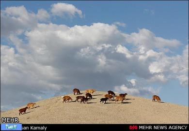 گوسفند ایرانی