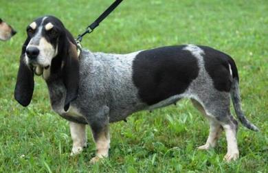 باست بلودگاسکون (basset bleu de gascogne)