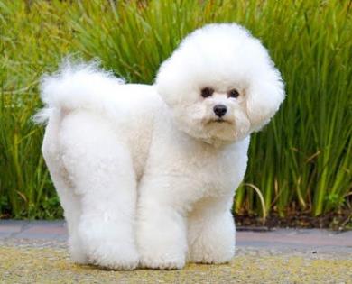 بیچون فریزه (Bichon Frise)