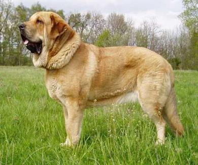 ماستیف اسپانیایی (Spanish Mastiff)