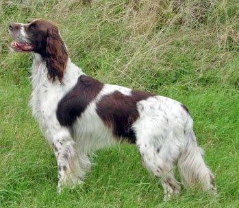 اسپانیل فرانسوی (French Spaniel)