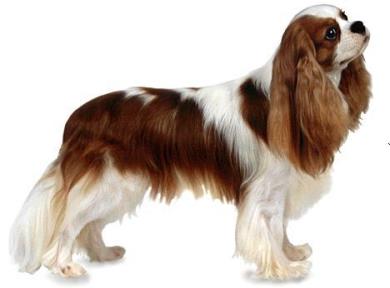 اسپانیل کینگ چارلز -King Charles Spaniel-