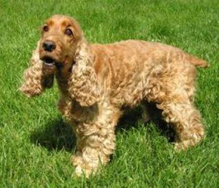 کوکر اسپانیل انگلیسی -English Cocker Spaniel -