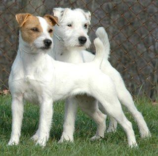 جک راسل تریر ( Jack Russell Terrier )