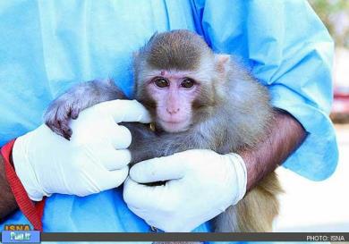 میمون فضانورد ایران سالم است