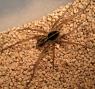 نگهداري از عنكبوت گرگي Wolf-Spider