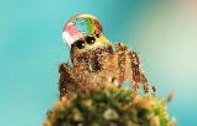 کلاه زیبای این عنکبوت