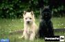 Cairn terrier