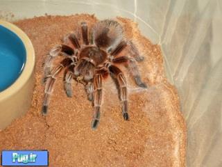 رطیل  Chilean Rose Tarantula