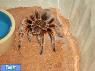 رطیل  Chilean Rose Tarantula