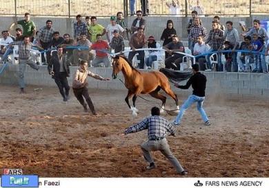  اسب‌های اصیل ایرانی در شیراز