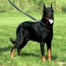  ‫بیاسرون (Beauceron)