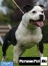 معرفی نژاد سگ،بول تریر(Bull terrier)