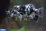 مولی دالماسی (Dalmatian Molly