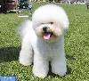 سگ نژاد بیچون فرایز-Bichon Frise