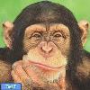 شامپانزه CHIMPANZEE