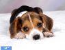 معرفی سگ نژاد بیگل - نژاد Beagle