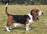 سگ با نژاد باسِت هوند-Basset Hound