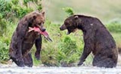 جنگ خرس‌ها بر سر ماهی