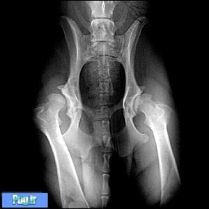 دیسپلازی هیپ در سگ ها (Hip Dysplasia)