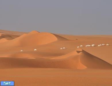 جانوران رو به انقراض «دریای شن