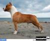 AMERICAN STAFFORDSHIRE TERRIER -امریکن استافورد شایر تریر -fci