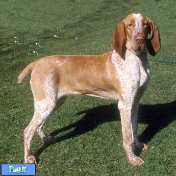 پوینتر ایتالیایی (Italian Pointer)