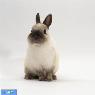 خرگوش کوتوله هلندی (Netherland Dwarf)