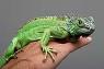 ایگوانا به عنوان حیوان خانگی (Green Iguana)