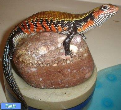 اسکینک آتشین (Fire Skink)