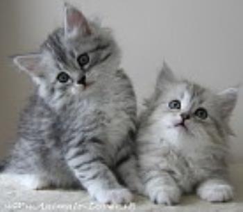  بچه گربه ها در 3 هفته اول تولد