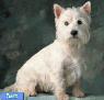 تریر سفید هایلند غربی (West Highland White Terrier )