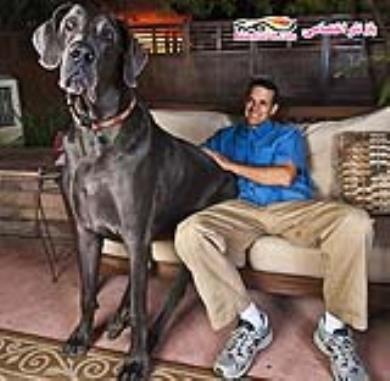 بلند قدترین سگ دنیا 
