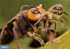اتحاد دیدنی زنبورهای عسل در حمله 
