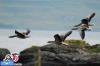 تصاویری زیبا از پرندگان زیبای اسکاتلند