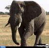 زیمبابوه به چین فیل می‌فروشد!
