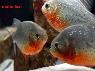 پیرانای شکم قرمز (Red Belly Piranha)